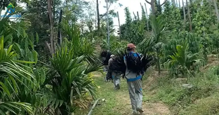 Dự án lắp đặt béc AQ206PC cho 2ha cà phê ở Đắk Lắk 2 Dự án lắp đặt béc AQ206PC cho 2ha cà phê ở Đắk Lắk