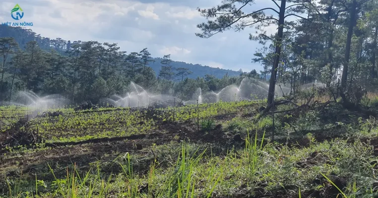 Dự án tưới phun mưa 6,7ha dâu tằm tại Di Linh - Lâm Đồng 2 Dự án tưới phun mưa 6,7ha dâu tằm tại Di Linh - Lâm Đồng