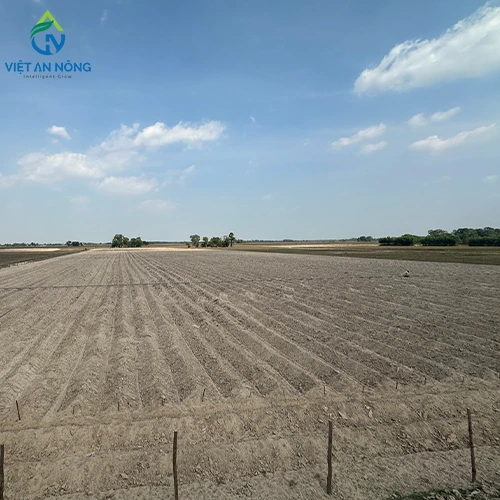 du an tuoi 20ha thuoc la 1