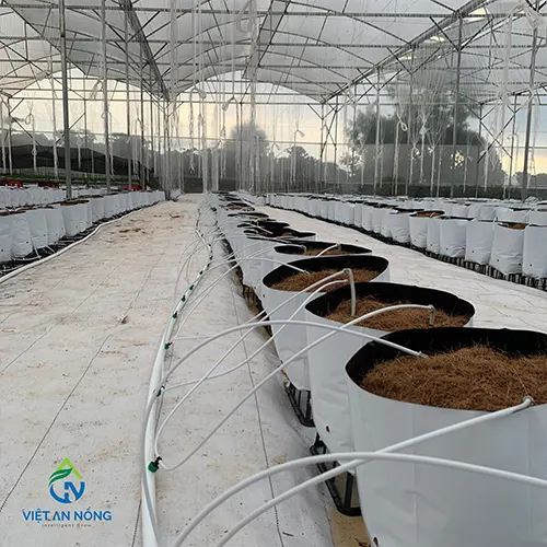Kỹ Thuật Tưới Ớt Chuông Trong Nhà Kính Với Hệ Thống Tưới Nhỏ Giọt 1 he thong tuoi nho giot 1 1