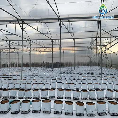 Kỹ Thuật Tưới Ớt Chuông Trong Nhà Kính Với Hệ Thống Tưới Nhỏ Giọt 3 he thong tuoi nho giot 2
