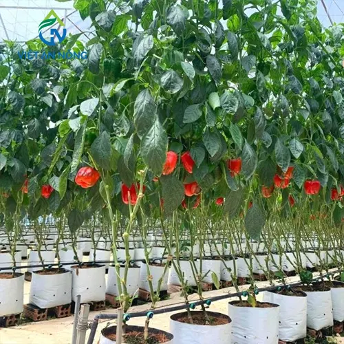 Kỹ Thuật Tưới Ớt Chuông Trong Nhà Kính Với Hệ Thống Tưới Nhỏ Giọt 2 he thong tuoi nho giot 5