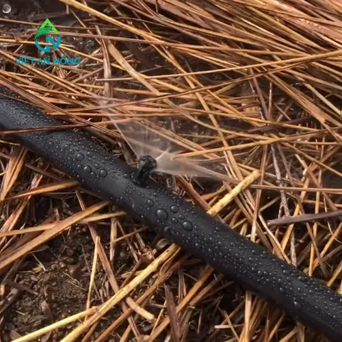 béc bọ phun hạt mịn ấn độ tưới thanh long