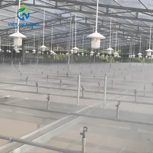 hệ thống tưới phun sương nhà kính 