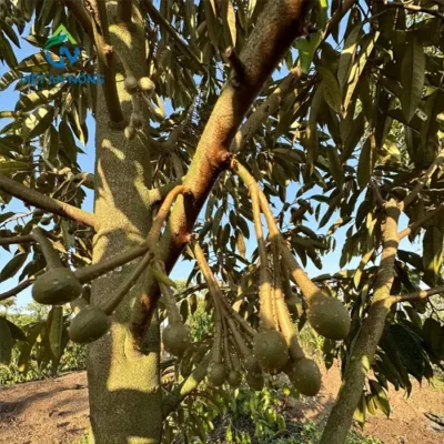 sau rieng rung trai vi bi soc nhiet