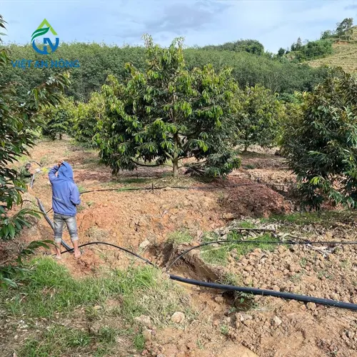 so-sanh-bec-tuoi-bu-ap-va-bec-tuoi-khong-bu-ap