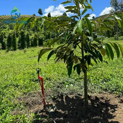 bec-tuoi-bu-ap-va-bec-tuoi-khong-bu-ap-2