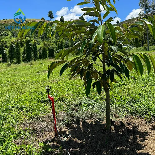 bec-tuoi-bu-ap-va-bec-tuoi-khong-bu-ap-2