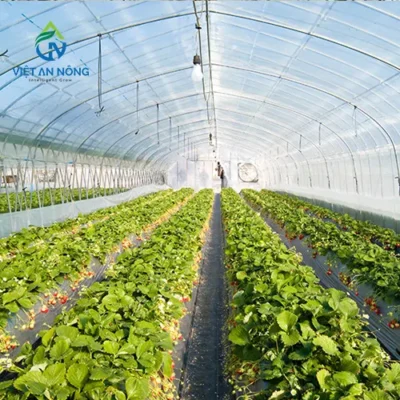 cay cong nghiep o lam dong