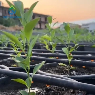 he thong tuoi nho giot