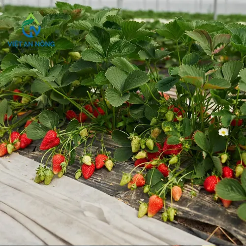 he thong tuoi nho giot cho dau tay 2