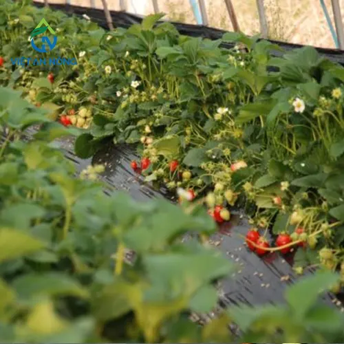 he-thong-tuoi-nho-giot-doc-luong-cho dau