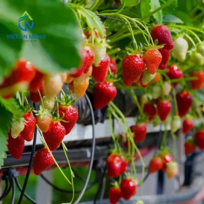 he-thong-tuoi-nho-giot-cho-dau-tay