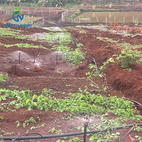 he thong tuoi sau rieng bang bec aq206pc 8