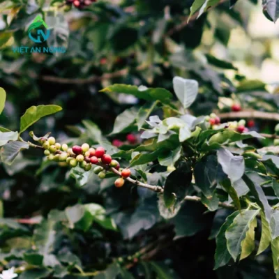 ky-thuat-trong-va-cham-soc-cay-ca-phe