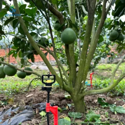 tuoi-buoi-bang-bec-tuoi-phun-mua-aq206pc