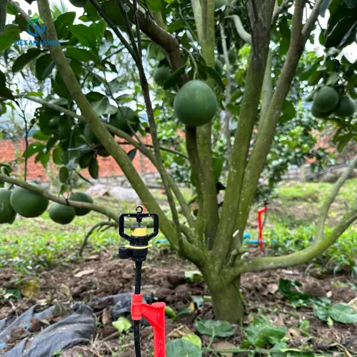 Kỹ Thuật Tưới Bưởi Bằng Béc Tưới Phun Mưa 2 bec-tuoi-phun-mua-tuoi-goc-cho-cay-buoi