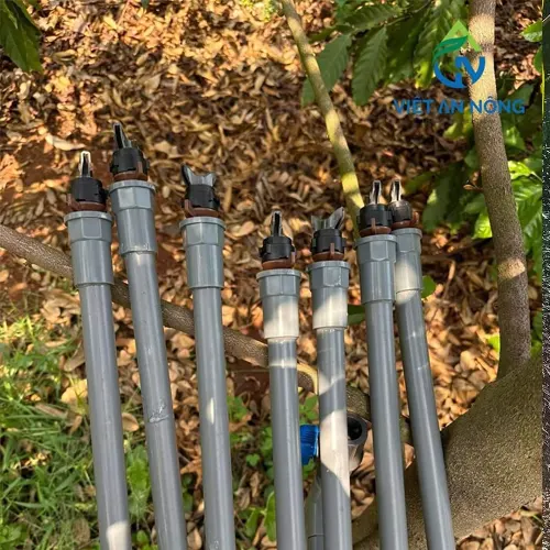 giai phap tuoi phun mua cho cay sau rieng 3