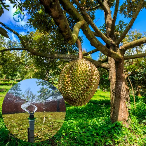 giai phap tuoi phun mua cho cay sau rieng 4