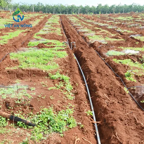 phun thuoc tu dong cho cay sau rieng bang bec aq206pc 1