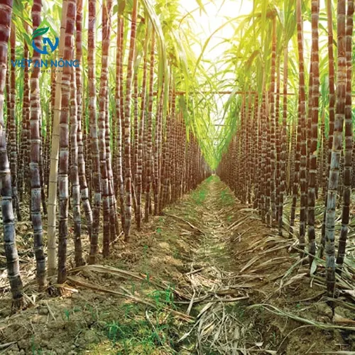 Giải Pháp Tưới Mía Năng Suất Cao Bằng Hệ Thống Tưới 6 tuoi mia nang suat cao 4