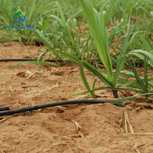 Giải Pháp Tưới Mía Năng Suất Cao Bằng Hệ Thống Tưới 2 tuoi mia nang suat cao