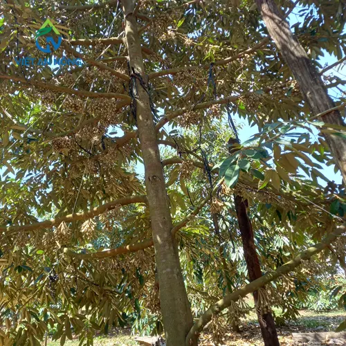 tuoi sau rieng bang bec aq206pc