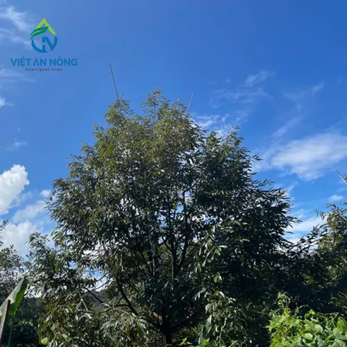 bec aq206pc tuoi thuoc 4