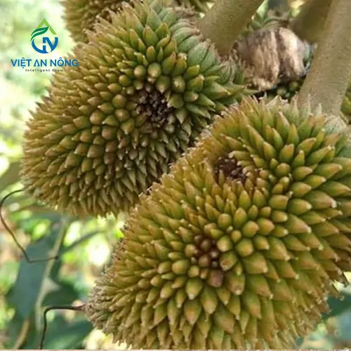 bec aq206pc tuoi thuoc 9