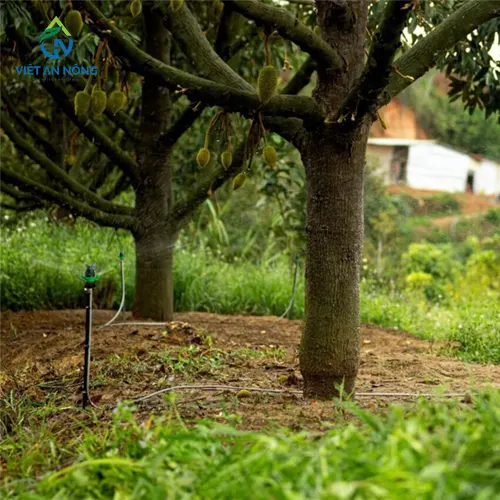 bec tuoi phun mua cho cay sau rieng 60