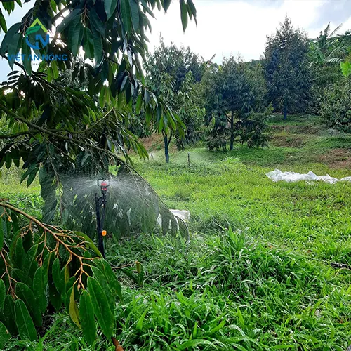 bec tuoi phun mua phu tan cho cay sau rieng 1