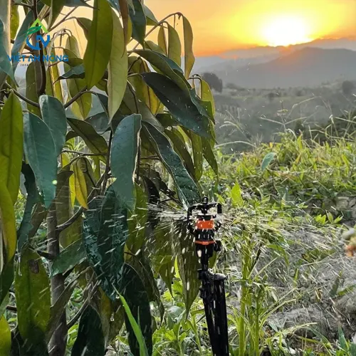 bec tuoi phun mua phu tan cho cay sau rieng 3
