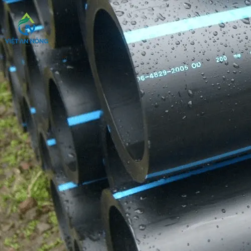 bec tuoi phun mua phu tan cho cay sau rieng 5