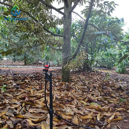 dac diem sinh thai va nhu cau tuoi nuoc cua cay sau rieng 5