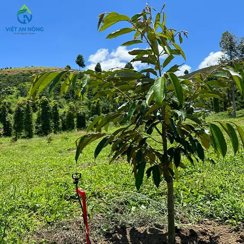 giai phap tuoi goc cho cay sau rieng 13