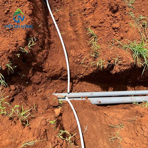 giai phap tuoi goc cho cay sau rieng 5