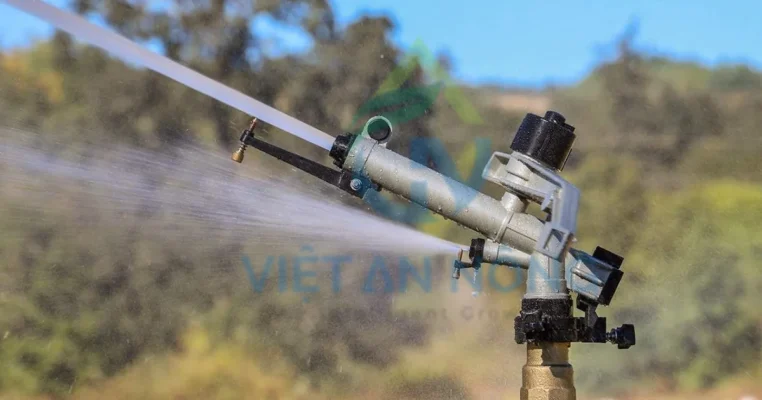 Cac loai sung tuoi ca phe ban kinh lon chat luong nhat 2024 banner