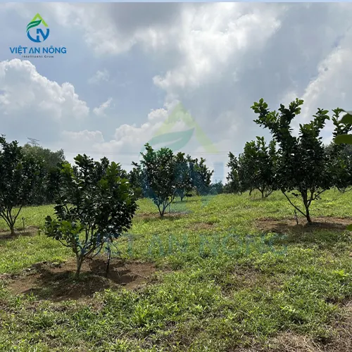 DU AN LAP DAT HE THONG TUOI BUOI TU DONG O BINH DUONG 2