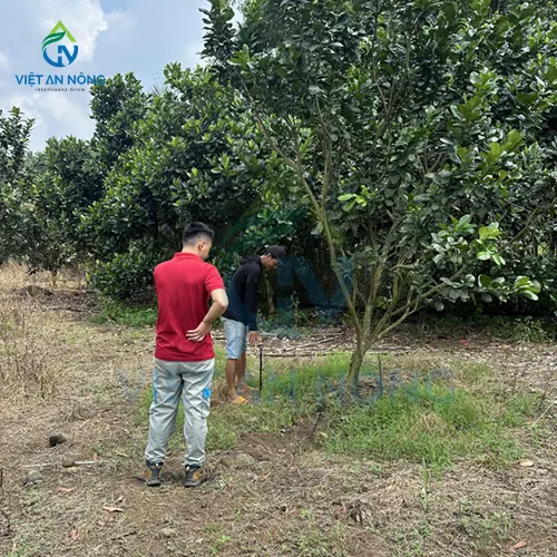 DU AN LAP DAT HE THONG TUOI BUOI TU DONG O BINH DUONG 3