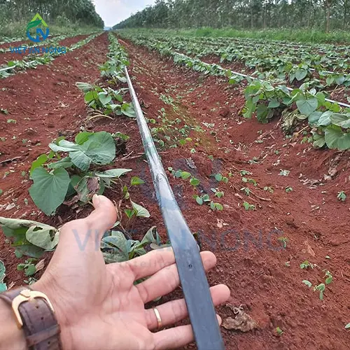 Ky Thuat Tuoi Nho Giot Cho Cay Khoai Lang Nang Suat Cao 1