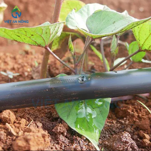 Ky Thuat Tuoi Nho Giot Cho Cay Khoai Lang Nang Suat Cao 2