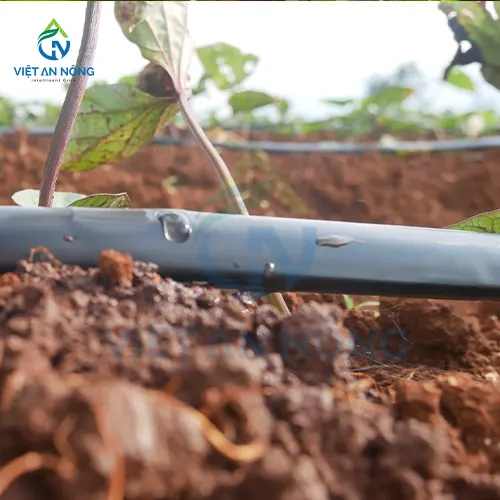 Ky Thuat Tuoi Nho Giot Cho Cay Khoai Lang Nang Suat Cao 4