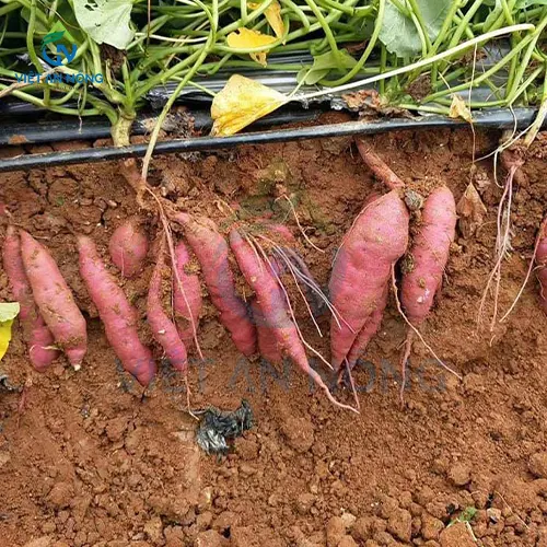 Ky Thuat Tuoi Nho Giot Cho Cay Khoai Lang Nang Suat Cao 5