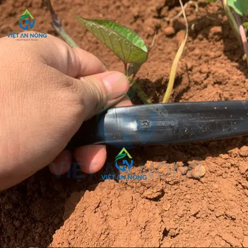 Ky Thuat Tuoi Nho Giot Cho Cay Khoai Lang Nang Suat Cao 7