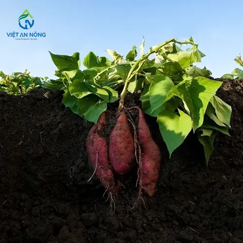Ky Thuat Tuoi Nho Giot Cho Cay Khoai Lang Nang Suat Cao 8