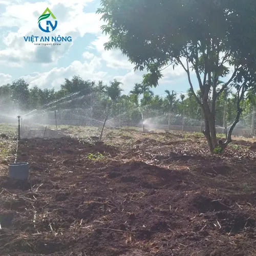 du an lap dat bec tuoi canh dap cho cay sau rieng 2