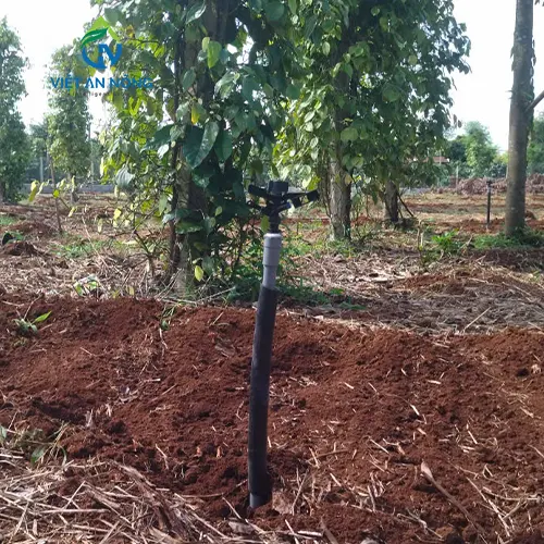 du an lap dat bec tuoi canh dap cho cay sau rieng 3