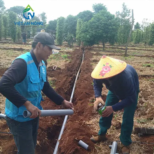 du an lap dat bec tuoi canh dap cho cay sau rieng 5