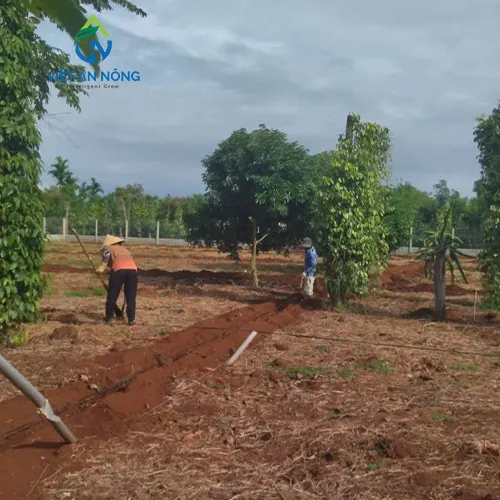 du an lap dat bec tuoi canh dap cho cay sau rieng 7