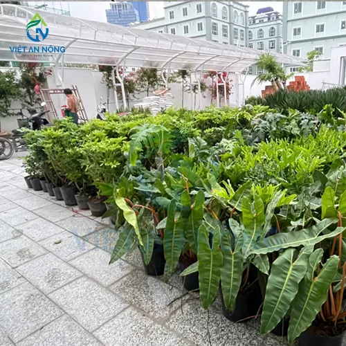 du an lap dat bo hen gio tuoi tu dong 6